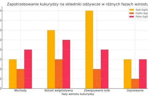 Ile nawozu na hektar kukurydzy? Optymalne dawki dla najwyższych plonów