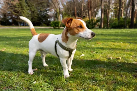 Jack Russell Terrier w zielonym szelkach na trawie, ciekawy świata. Ile żyje jack russell terrier? Zwykle 12-14 lat, ale przy dobrej opiece nawet dłużej!