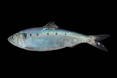 Ein glänzender, silbrig-blauer Fisch mit dunklen Flecken auf dem Rücken, der auf schwarzem Hintergrund liegt. Ein finte Fisch, bereit für die Reise.