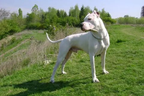 Potężny dogo argentyński stoi na zielonej łące, w tle las i niebo.