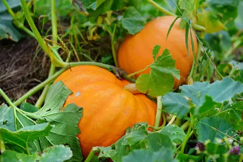 Cuando se plantan las calabazas: los meses que no debes ignorar