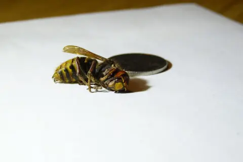 En död bålgeting drottning ligger på vitt papper bredvid ett mynt.