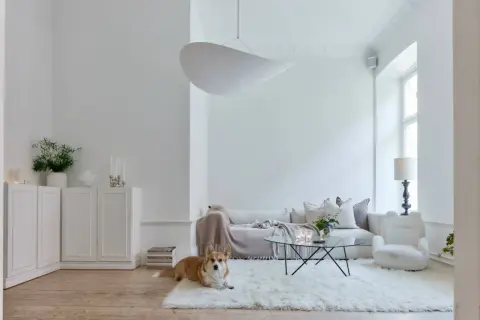 Ein Corgi liegt auf einem flauschigen, weißen Teppich in einem hellen Wohnzimmer. Die Wände und Möbel sind in der Farbe weiß gehalten.