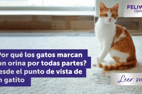 Gato naranja y blanco sentado en alfombra. El texto pregunta por qué las gatas marcan territorio con orina.