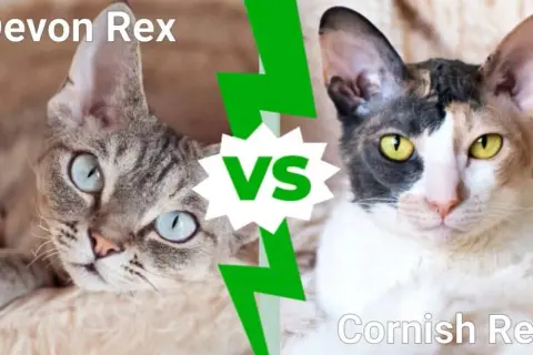 Cornish Rex vs Devon Rex: Kluczowe różnice, które musisz znać