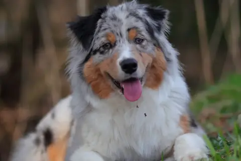Ein Australian Shepherd mit seinem charakteristischen Fellmuster, der an seine Herkunft erinnert.