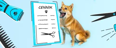 Ile kosztuje fryzjer dla psa? Sprawdź ceny i co wpływa na koszty