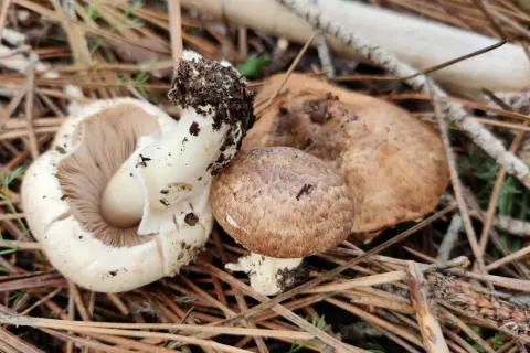 Hongos y setas recién recolectados, con tierra adherida a sus tallos, descansan entre agujas de pino y ramas secas.