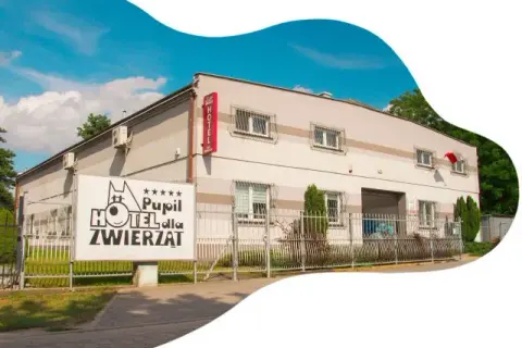 Jak wygląda hotel dla psów? Odkryj komfort i bezpieczeństwo dla pupila