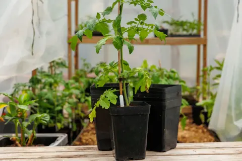 Tomatplantor växer i svarta, fyrkantiga krukor i ett växthus. Bakom syns fler plantor och hyllor.