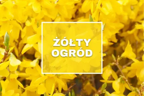 Wiosna w pełni! Krzewy obsypane żółtymi kwiatami tworzą "Żółty Ogród", zapraszając do podziwiania piękna natury.
