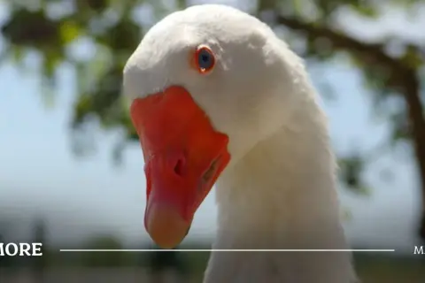 Gęś Pipa: Jak viral z TikToka stworzył pluszowy fenomen?
