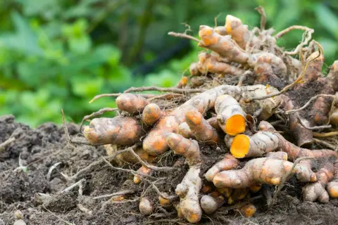 Frisch geerntete Kurkumawurzeln liegen auf der Erde. Die leuchtend orangefarbene Schnittfläche der Kurkumapflanze verrät ihr Potenzial.