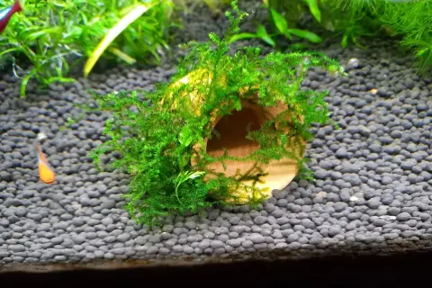 Un tronco ricoperto di muschio di Java, un rifugio verde per piccoli pesci in un acquario.