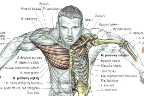 Anatomia budowy klatki piersiowej z zaznaczonymi mięśniami: piersiowym większym i mniejszym, obojczykiem, żebrami i mostkiem.