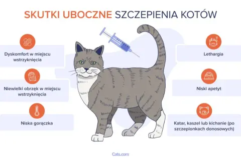 Ilustracja przedstawia kota po szczepieniu, z ikonami opisującymi skutki uboczne: dyskomfort, obrzęk, gorączka, apatia, brak apetytu, katar.