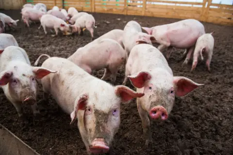 Stado różowych świń w błocie. Jedna świnia patrzy prosto w obiektyw, jej uszy są lekko uniesione, a nos różowy. W tle widać inne zwierzęta i drewniane ogrodzenie.