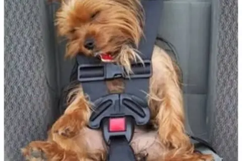 Un petit chien, un Yorkshire, dort paisiblement dans son siège auto, bien attaché. Ce cocculine chien est prêt pour le voyage.