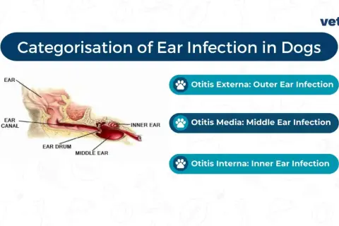 Diagram showing the ear anatomy and the three types of dog ear infections: Otitis Externa (outer), Otitis Media (middle), and Otitis Interna (inner).
