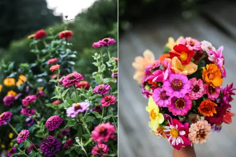 En bukett med färgglada zinnia i kruka, med blommor i rosa, orange, gult och rött.