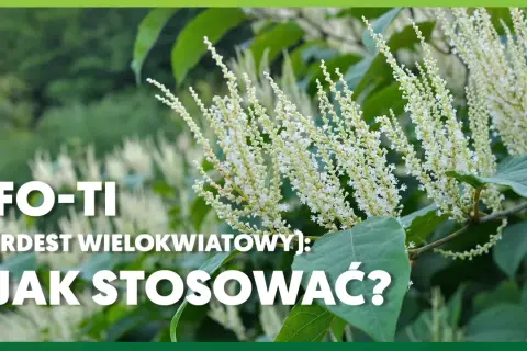 Rdest wielokwiatowy (Fo-Ti) – jak stosować? Kwitnące pędy rośliny na tle zieleni.