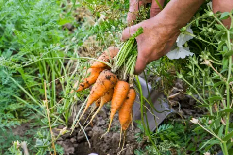 Hände ernten frische Karotten aus dem Beet. Der ideale Zeitpunkt, wann Karotten ernten, ist jetzt!
