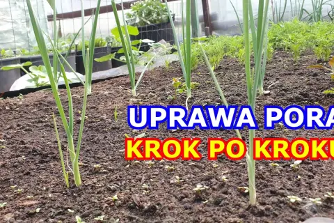 Siew pora krok po kroku: Poradnik dla każdego ogrodnika