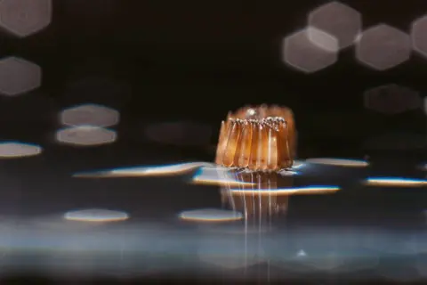 Un oeuf de moustique dans l'eau, une grappe d'œufs translucides flottant à la surface, reflétant la lumière.
