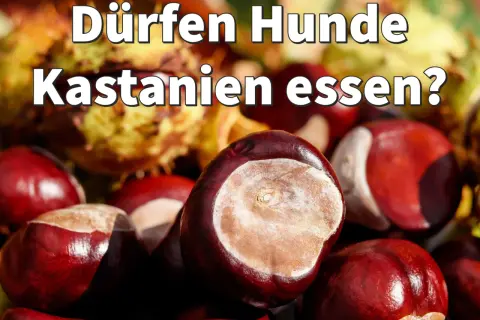 Hunde und Kastanien: Eine Frage der Sicherheit. Glänzende Kastanien im Vordergrund, im Hintergrund verschwommen.