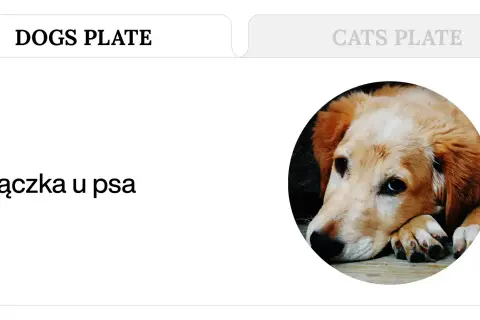 Smutny piesek leży, a tekst informuje o gorączce u psa i jej objawach.
