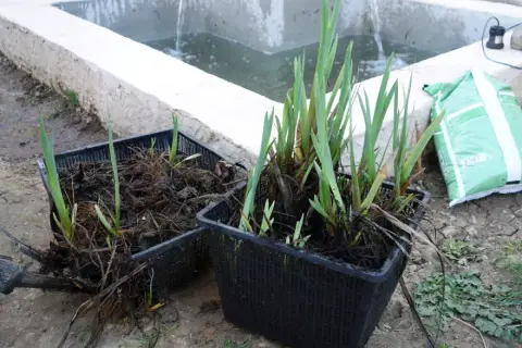 Deux paniers de plantation remplis d'iris d'eau prêts à être installés dans un bassin.