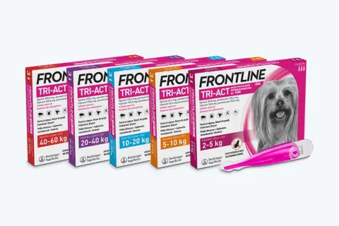 Frontline dla psa: Aplikacja krok po kroku. Uniknij błędów!