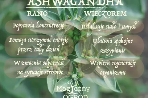 Ashwagandha kiedy brać? Rano dla koncentracji i energii, wieczorem dla relaksu i spokojnego snu. Wspiera odporność.