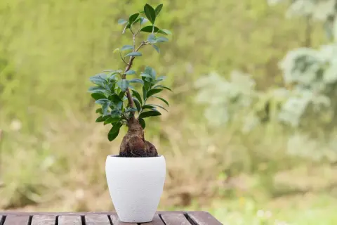 En ficus microcarpa ginseng i vit kruka står på ett träbord. Bakgrunden är suddig grönska.