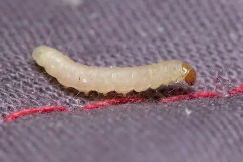 Jasnożółty robak z brązową głową na szarym tle z czerwoną nicią.