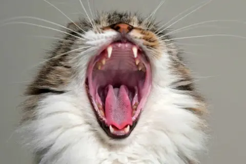 ¿A los gatos se les caen los dientes de leche? Todo lo que debes saber
