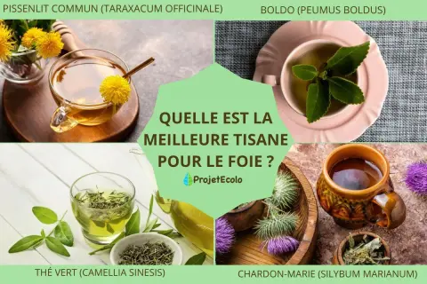 Infusion de pissenlit, thé vert, boldo et chardon-marie : quelle est la meilleure tisane pour le foie ?