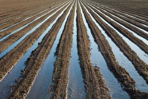 Campi coltivati con solchi pieni d'acqua, un esempio di irrigazione per sommersione che nutre la terra.