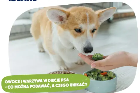 Ciepłe jedzenie dla psa: Bezpiecznie i smacznie? Sprawdź, jak!