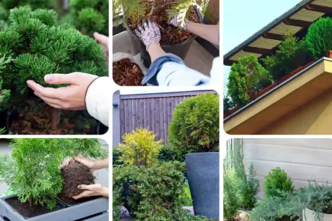 Piękne iglaki na balkon: sadzenie, pielęgnacja i aranżacja. Zielone drzewka ozdobne tworzą przytulną przestrzeń.