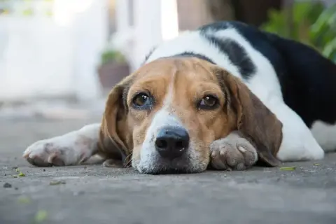 Smutny piesek rasy beagle leży na ziemi, jakby nie mógł znaleźć sobie miejsca. Jego oczy wyrażają tęsknotę.
