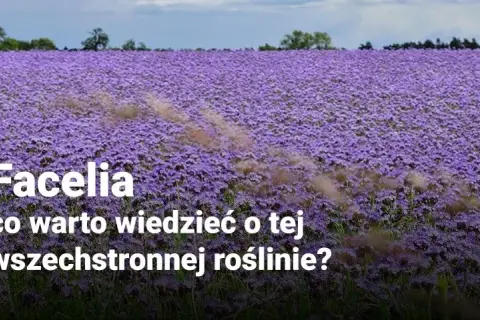 Facelia kiedy kwitnie – poznaj tajemnice jej długiego kwitnienia