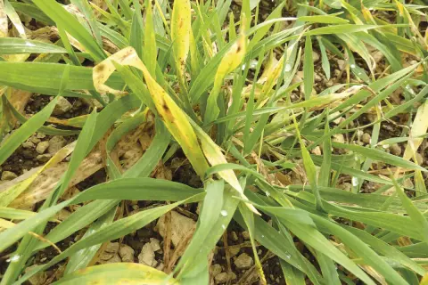 Plantes d'orge atteintes de jaunisse nanisante, montrant des feuilles vertes et jaunes avec des taches brunes.