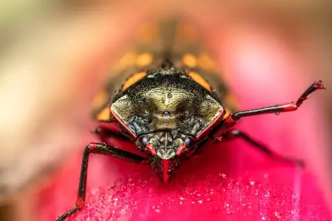 Makro zbliżenie na owada z czerwonymi akcentami i kroplami rosy. Czy to pluskwiak?
