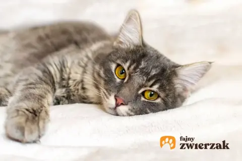 Szary kot z żółtymi oczami leży na białym kocu.