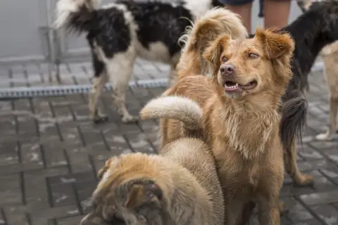 Un grupo de perros, algunos con pelaje marrón y otros blanco y negro, esperan en el suelo de baldosas. Son perros de las perreras, con miradas expectantes.