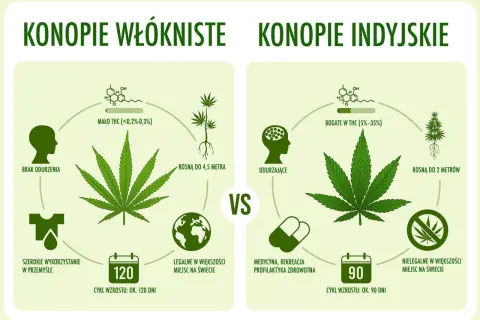 Porównanie konopi: włókniste (brak odurzenia, przemysł, legalne) vs. indyjskie (odurzające, medycyna, nielegalne, **haszysz**).