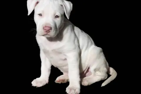 Adorable cachorro pitbull raza pura, blanco como la nieve, sentado con curiosidad.