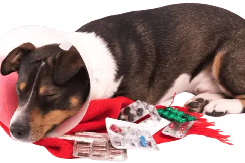 Clínica veterinaria María Jiménez: servicios y atención excepcional para tu mascota