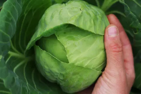 En hand håller ett stort, grönt vitkålshuvud. Det är en vacker syn för alla som vill odla vitkål.